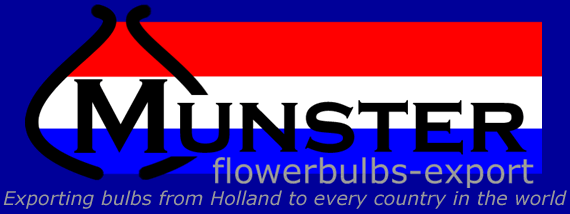 munsterflowerbulbsexport